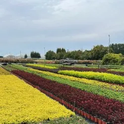 okaspuu lehtpuu mitmeaastased taimed puukool