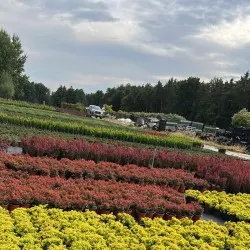 okaspuu lehtpuu mitmeaastased taimed puukool