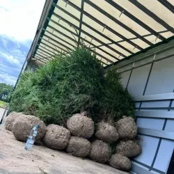 okaspuu lehtpuu mitmeaastased taimed puukool