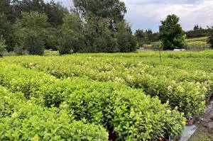 okaspuu lehtpuu mitmeaastased taimed puukool